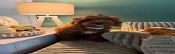 Cavapoo dogs for sale: Cavapoo 1 - Ad 1