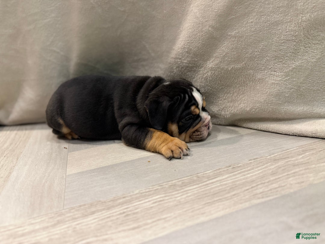 English Bulldog dogs for sale: Comet - Ad 6
