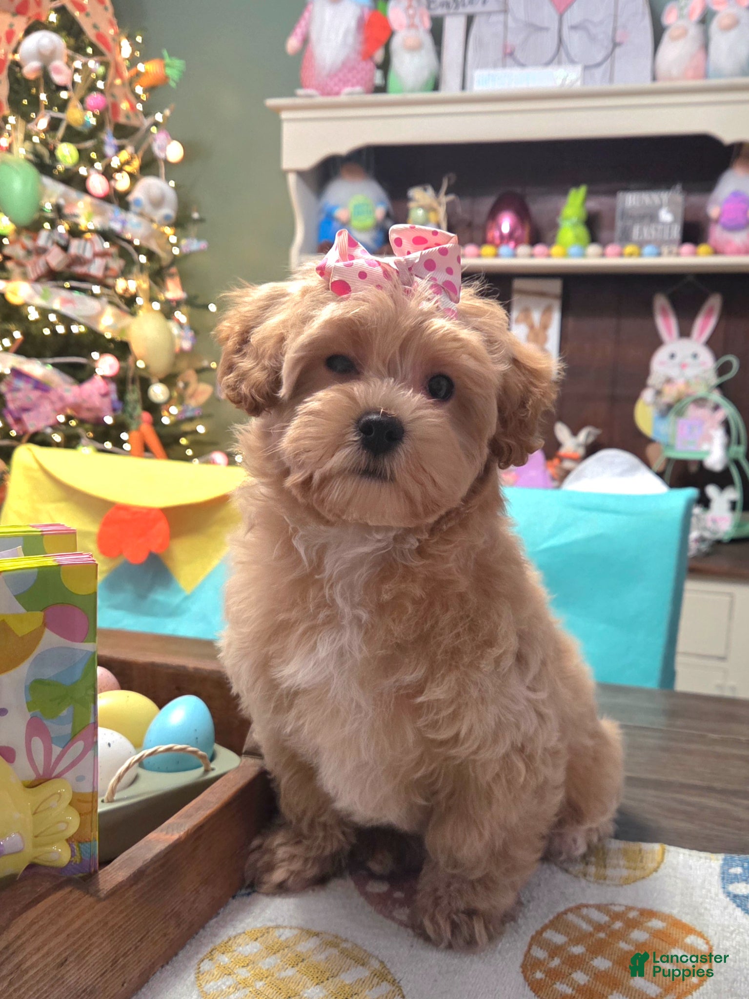 Shihpoo dogs Gracie  - Ad 2