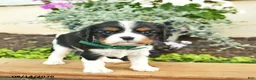 Cavalier King Charles Spaniel dogs for sale: Diamond  - Ad 3