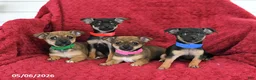 Chihuahua dogs for sale: Maple   - Ad 3