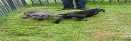 Cane Corso dogs for sale: Cane Corso 4 - Ad 9