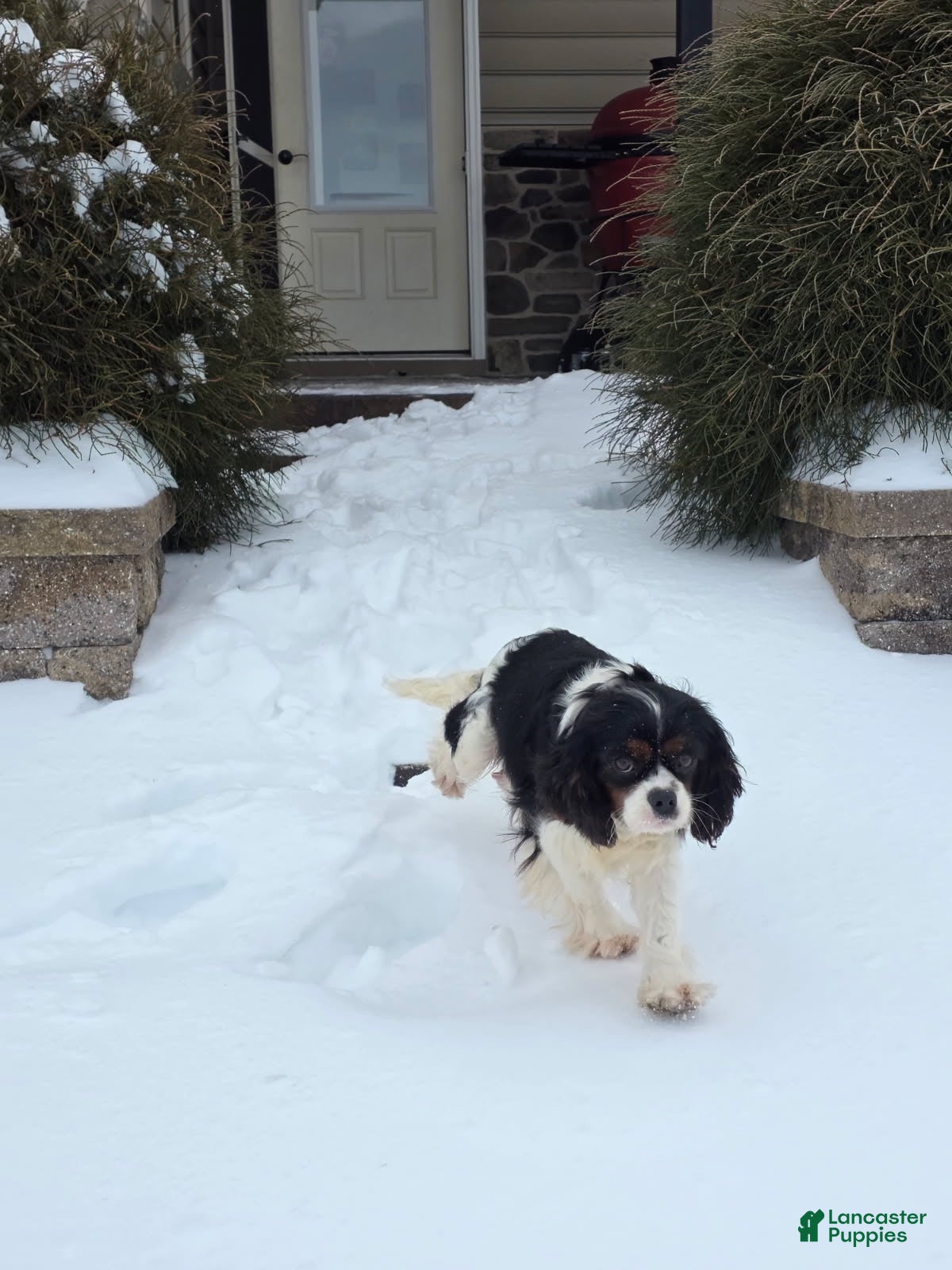 Cavapoo dogs Bruno - Ad 2