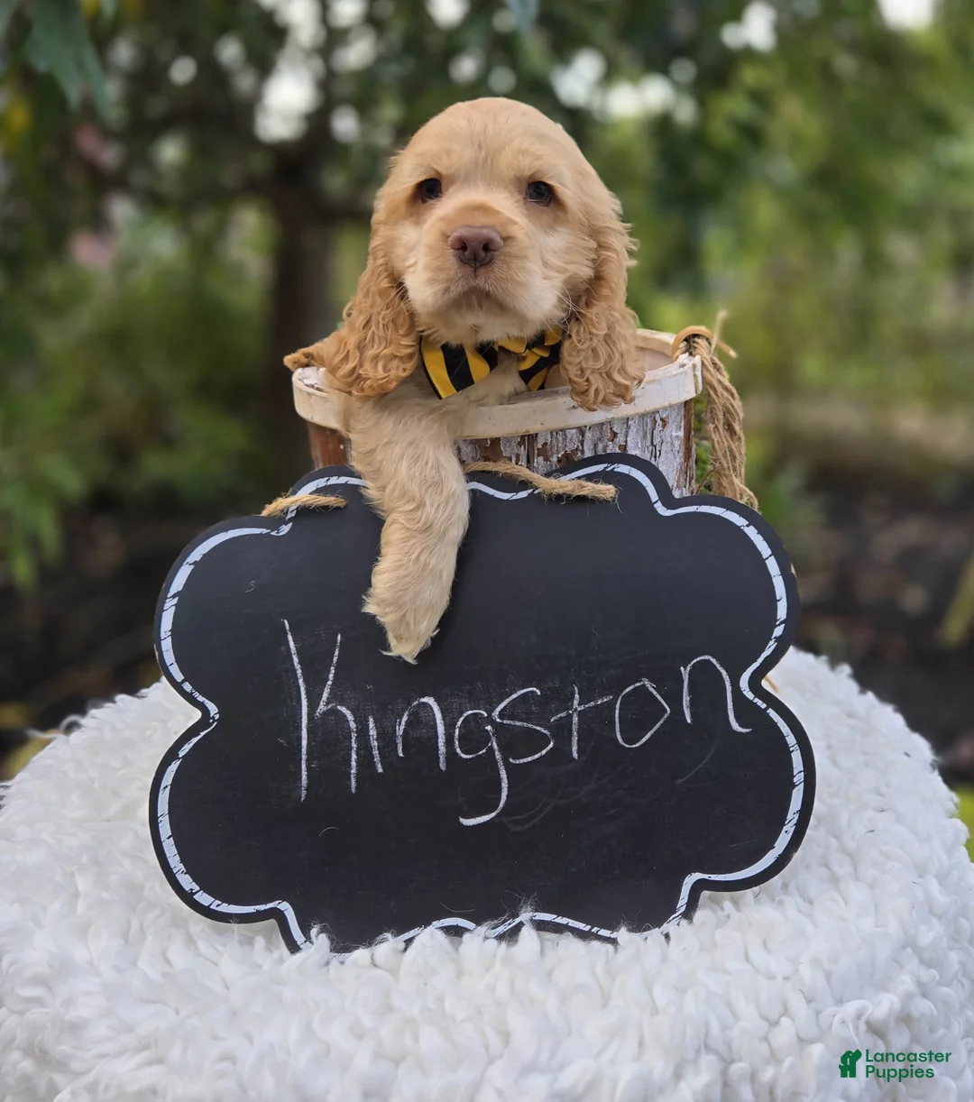 Cocker Spaniel dogs for sale: Kingston - Ad 5