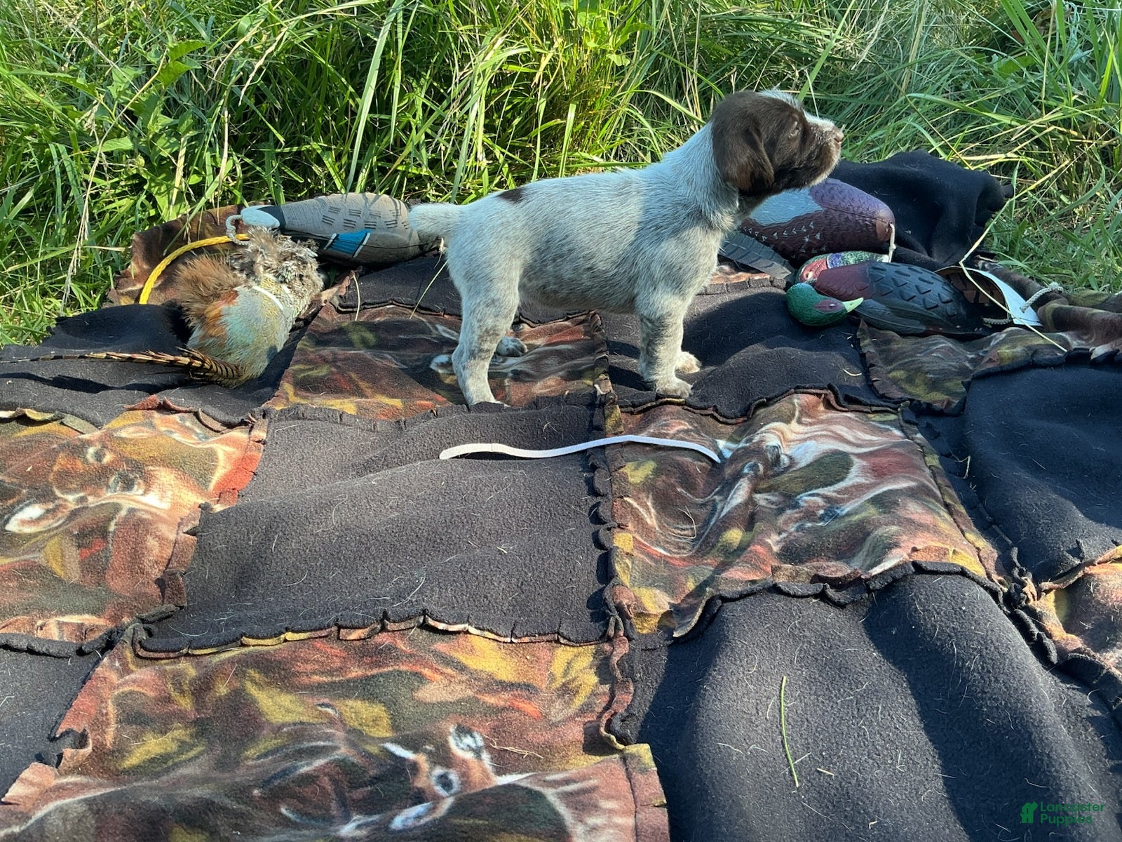 Wirehaired Pointing Griffon dogs Wirehaired Pointing Griffon Male 1 - Ad 23