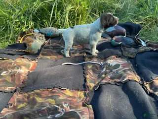 Wirehaired Pointing Griffon dogs Wirehaired Pointing Griffon Male 1 - Ad 23