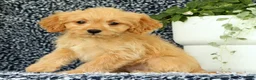 Cavapoo dogs for sale: Wyatt - Ad 5
