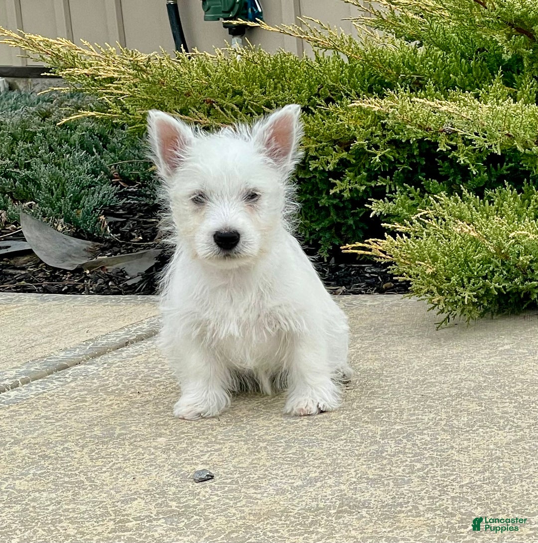West Highland Terrier dogs for sale: Liam, AKC - Ad 4