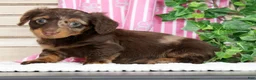 Miniature Dachshund dogs for sale: Luna - Ad 4