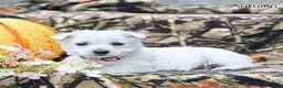 West Highland Terrier dogs for sale: Autumn  - Ad 5