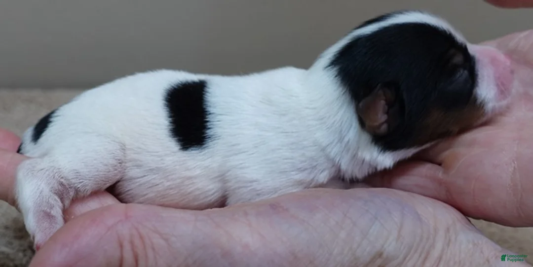 Yorkshire Terrier dogs for sale: Winter - Ad 3