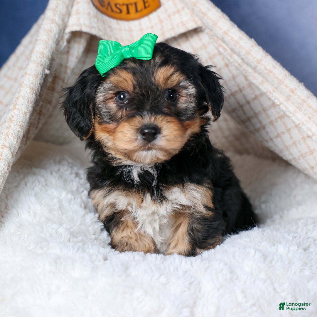 Yochon dogs for sale: MAX - Ad 5