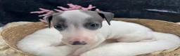 Italian Greyhound dogs for sale: Italian Greyhound 5 - Ad 3
