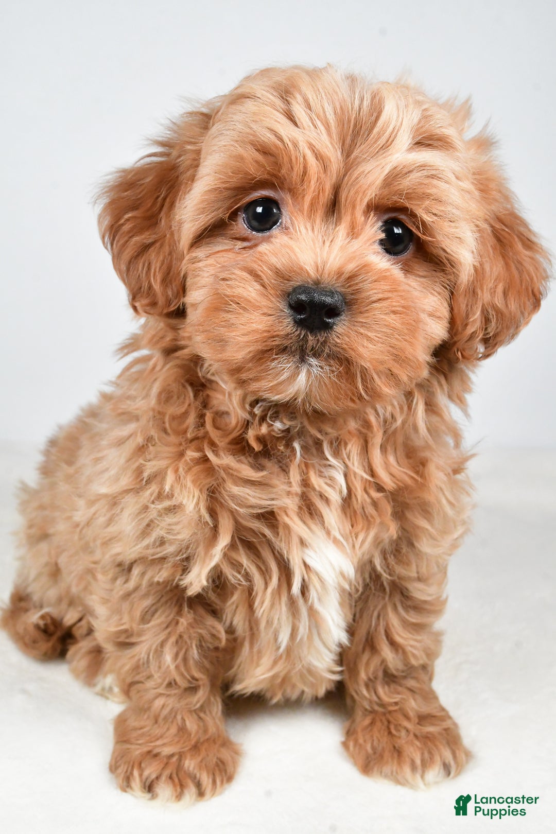 Shihpoo dogs for sale: Jagger - Ad 6