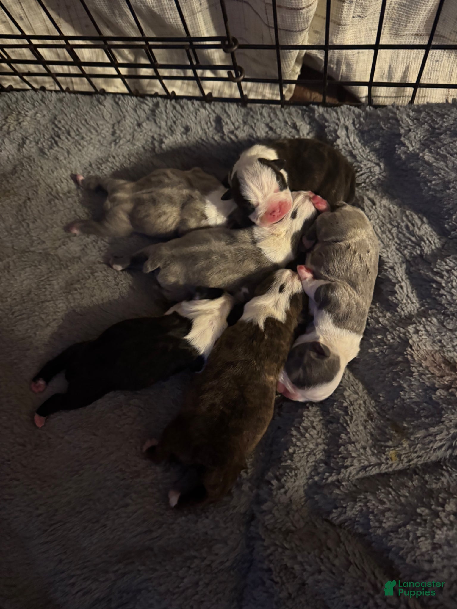 Boston Terrier dogs Boston Terrier Puppy 1 - Ad 37