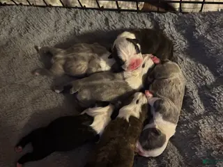 Boston Terrier dogs Boston Terrier Puppy 1 - Ad 37