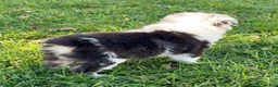 Miniature Australian Shepherd dogs for sale: Buckeye - Ad 4