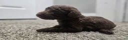 Standard Poodle dogs for sale: Jim Halpert - Ad 15