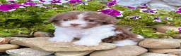 Havanese dogs for sale: Macey - Ad 4