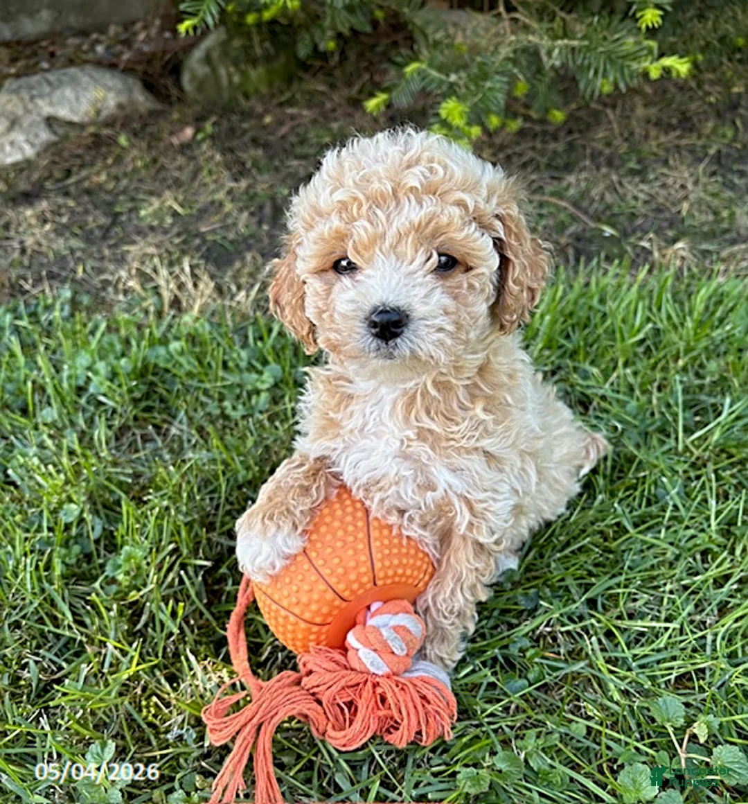 Bichpoo dogs for sale: Jetta - Ad 2