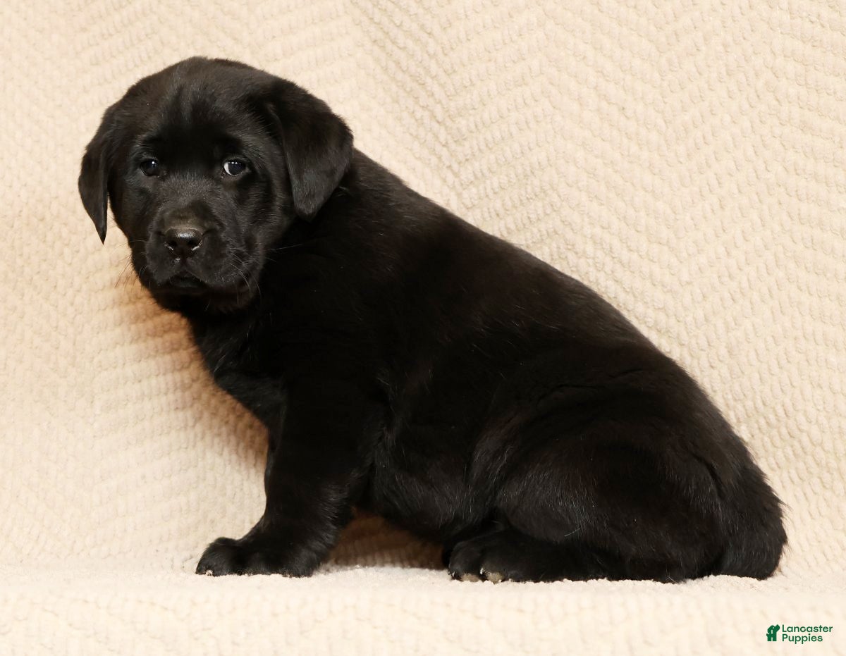 Labrador Retriever dogs Daisy - Ad 2
