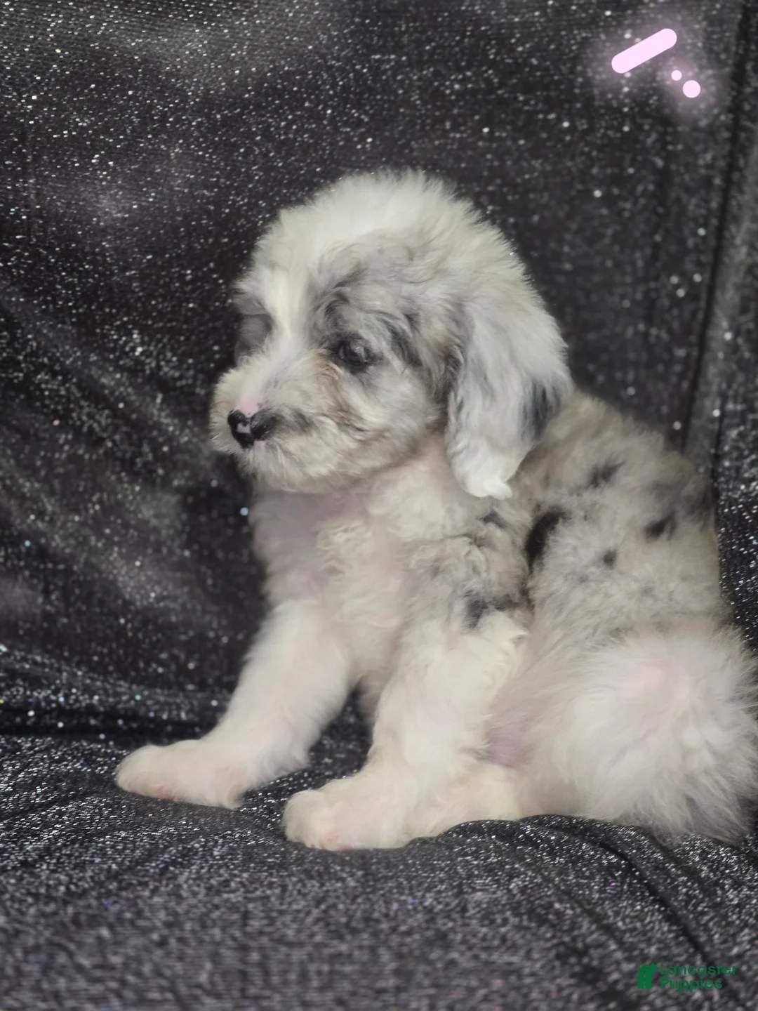 Sheepadoodle dogs for sale: Rose-light pink - Ad 2