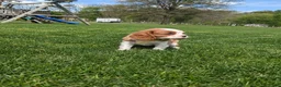 Cavalier King Charles Spaniel dogs for sale: Krissie - Ad 11