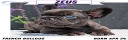 French Bulldog dogs for sale: Zeus - Ad 1