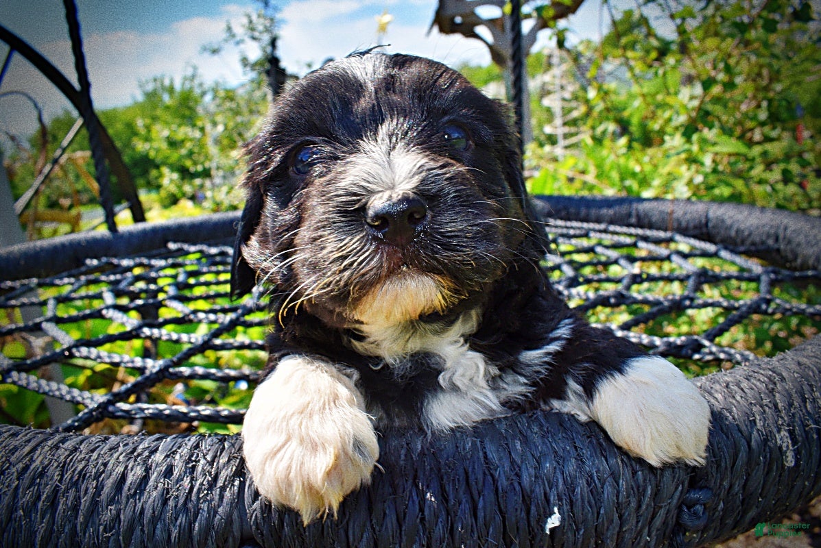 Havapoo dogs Taz - Ad 2