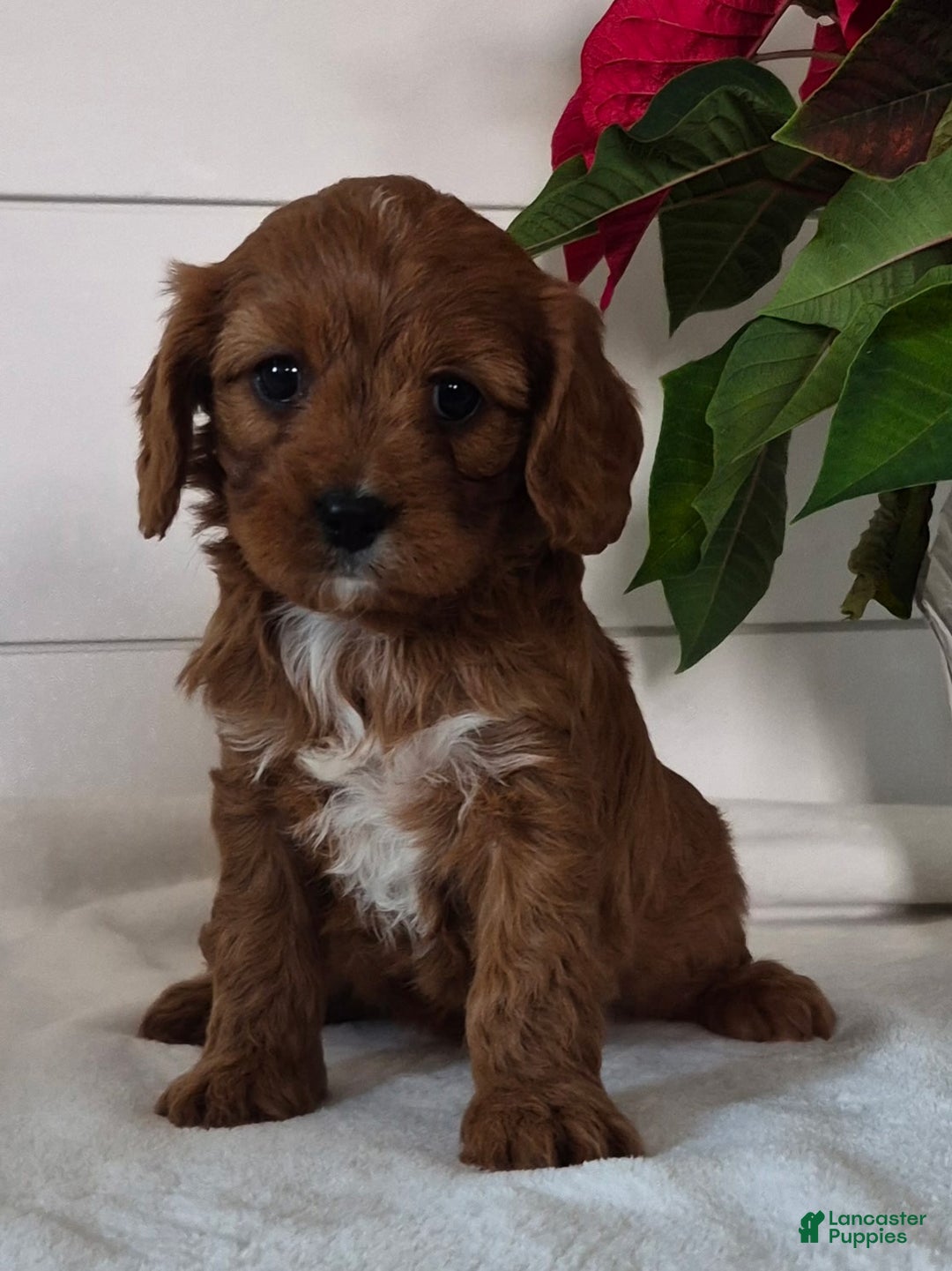 Cavapoo dogs for sale: Carol - Ad 2