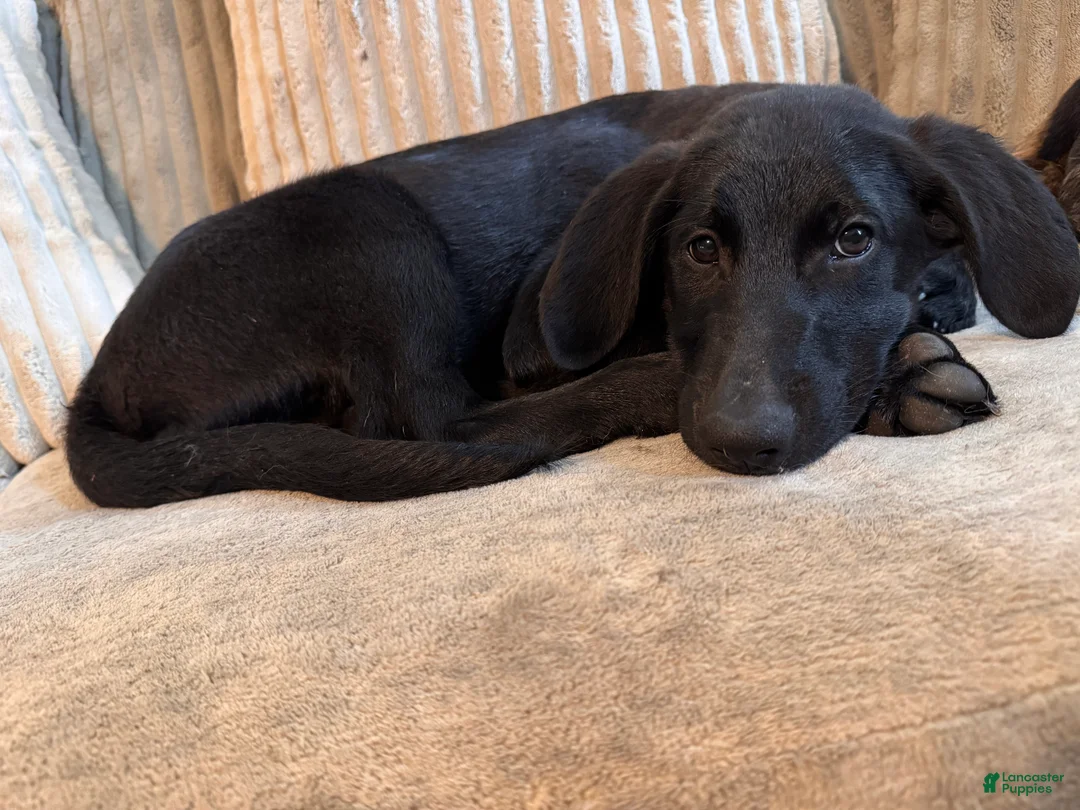 Mixed Breed dogs for sale: Mixed Breed 1 - Ad 1