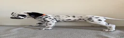 Dalmatian dogs for sale: Dalmatian Puppy 5 - Ad 3