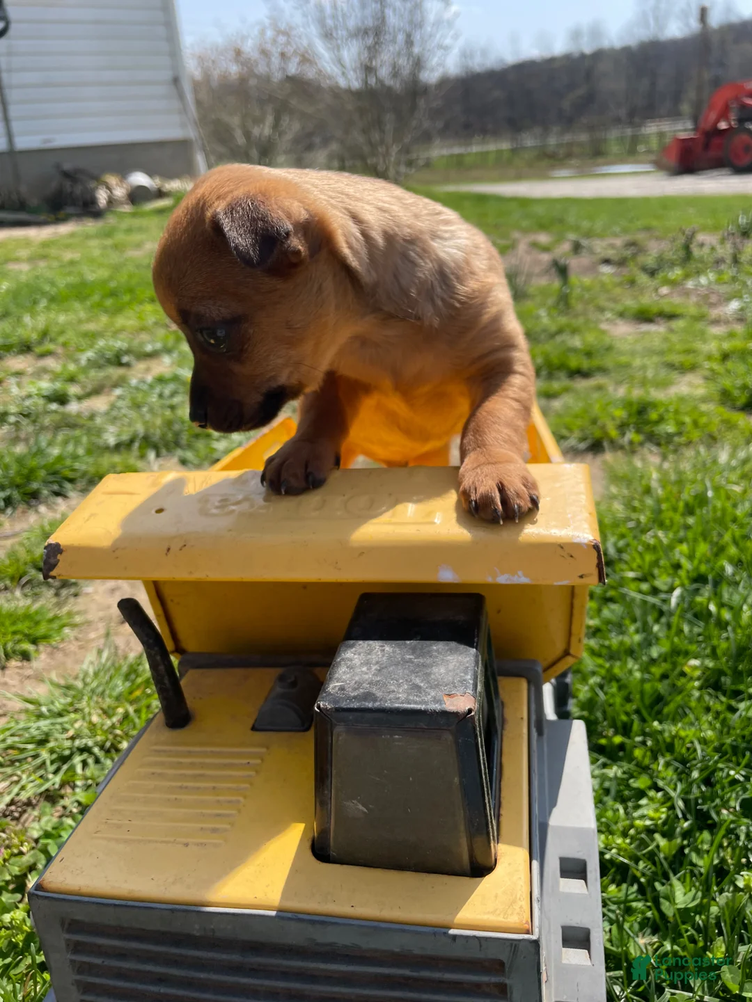 Mixed Breed dogs for sale: Mixed Breed Puppy 2 - Ad 2