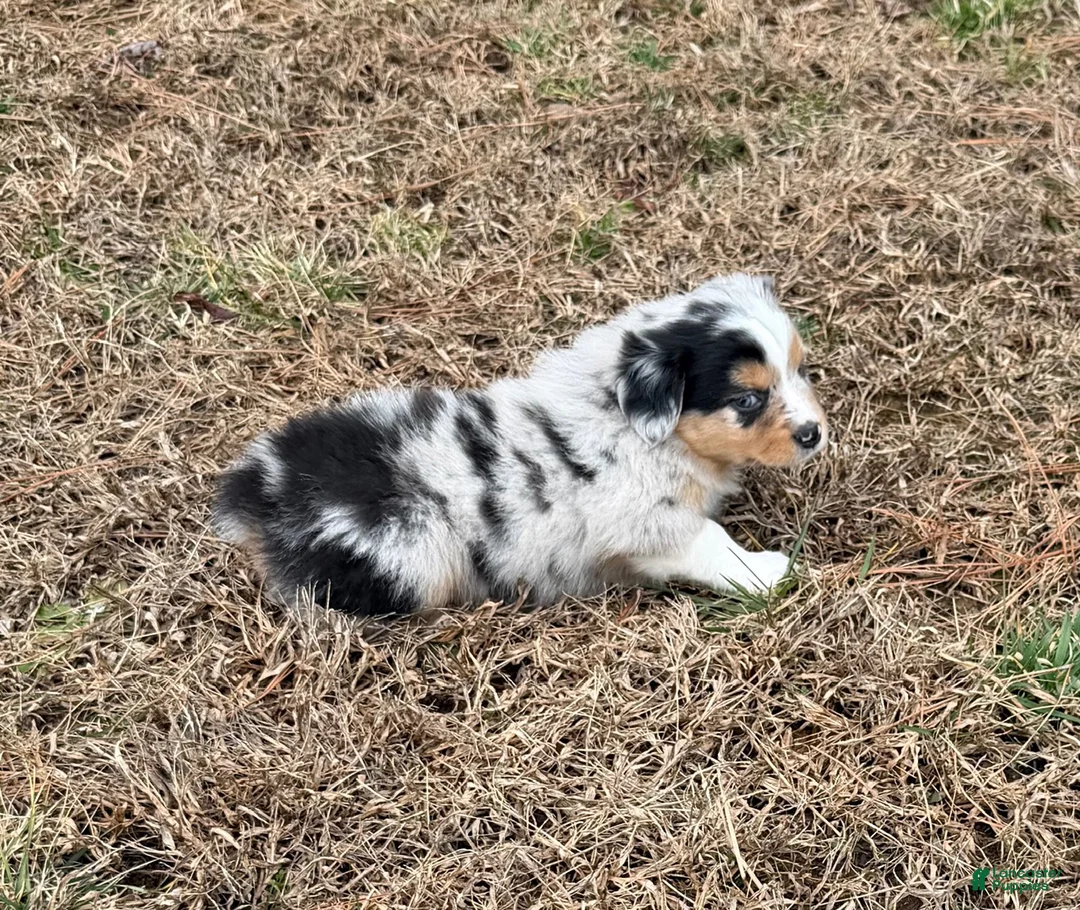 Australian Shepherd dogs for sale: Sasha - Ad 5