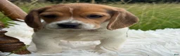 Beagle dogs for sale: Addie - Ad 13