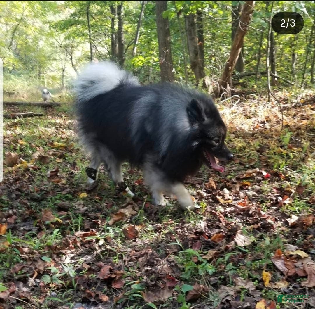 Mixed Breed dogs for sale: Stardust - Ad 14