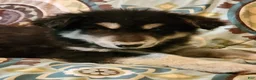 Alaskan Malamute dogs for sale: Alaskan Malamute Puppy 2 - Ad 4