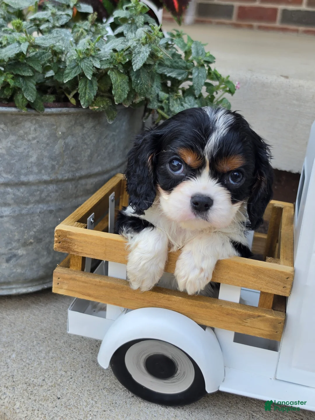 Cavalier King Charles Spaniel dogs for sale: Louie - Ad 1