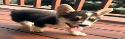Welsh Corgi Pembroke dogs for sale: Floyd - Ad 3