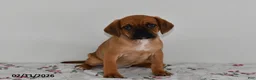 Puggle dogs for sale: Cami - Ad 3