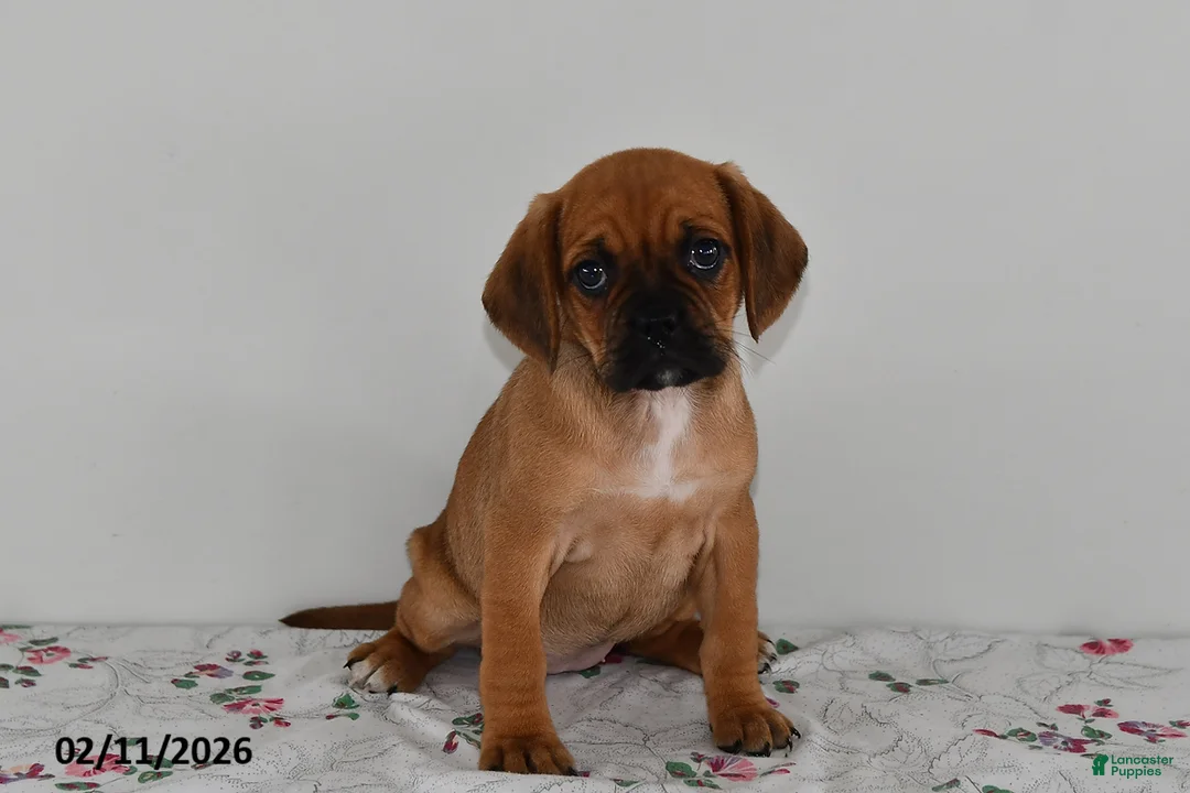 Puggle dogs for sale: Cami - Ad 3