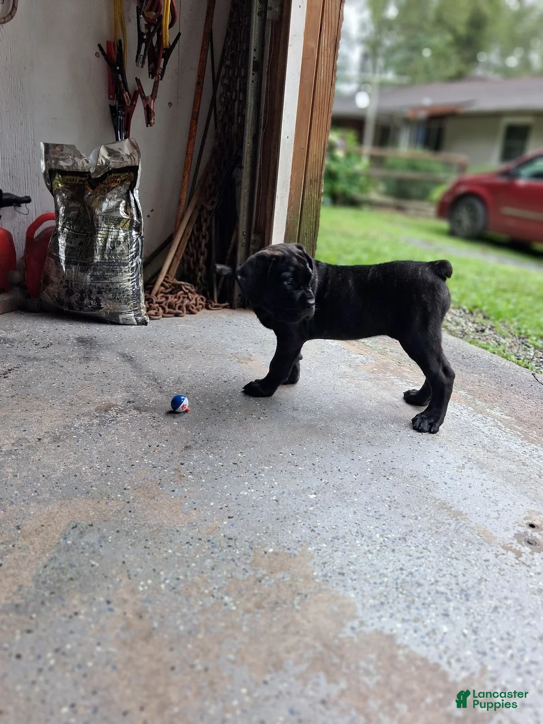 Cane Corso dogs for sale: Bella - Ad 1