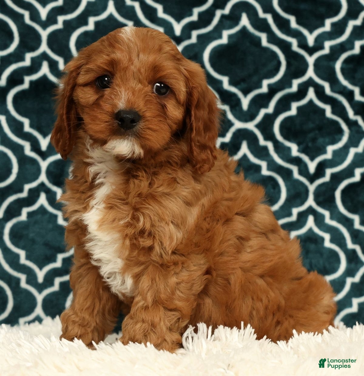 Cavapoo dogs Benny - Ad 1
