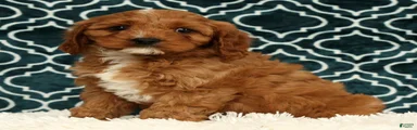 Benny