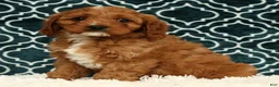 Cavapoo dogs for sale: Benny - Ad 1