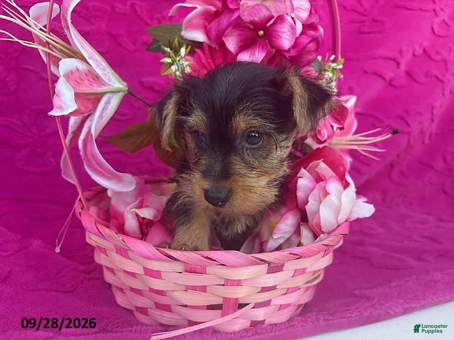Yorkshire Terrier dogs Kevin - Ad 26