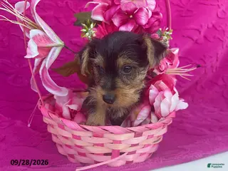 Yorkshire Terrier dogs Kevin - Ad 26
