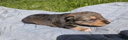Mixed Breed dogs for sale: Green collar  - Ad 5