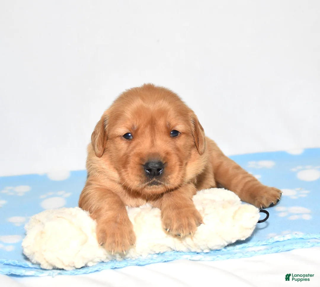 Golden Retriever dogs for sale: Andi - Ad 1