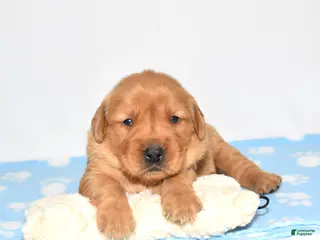 Golden Retriever dogs for sale: Andi - Ad 1